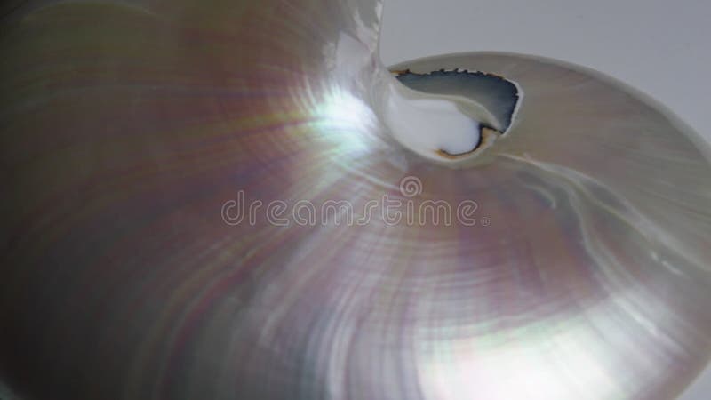 Stock de coquillages de Nautilus Films de Fibonacci vidéo clip tournant le rapport d'or numéro séquence naturelle arrière-plan banque de vidéos