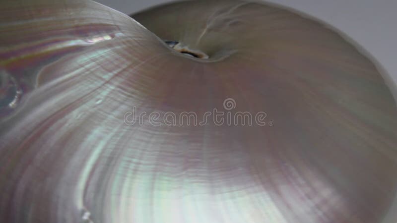 Stock de coquillages de Nautilus Films de Fibonacci vidéo clip tournant le rapport d'or numéro séquence naturelle arrière-plan clips vidéos