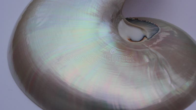 Stock de coquillages de Nautilus Films de Fibonacci vidéo clip tournant le rapport d'or numéro séquence naturelle arrière-plan banque de vidéos