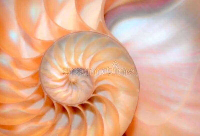 Stock de coquillages de Nautilus Films de Fibonacci vidéo clip tournant le rapport d'or numéro séquence naturelle arrière-plan banque de vidéos