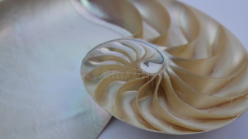 Stock de coquillages de Nautilus Films de Fibonacci vidéo clip tournant le rapport d'or numéro séquence naturelle arrière-plan banque de vidéos