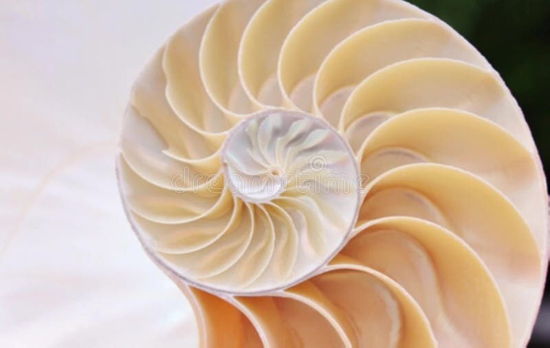Stock de coquillages de Nautilus Films de Fibonacci vidéo clip tournant le rapport d'or numéro séquence naturelle arrière-plan banque de vidéos