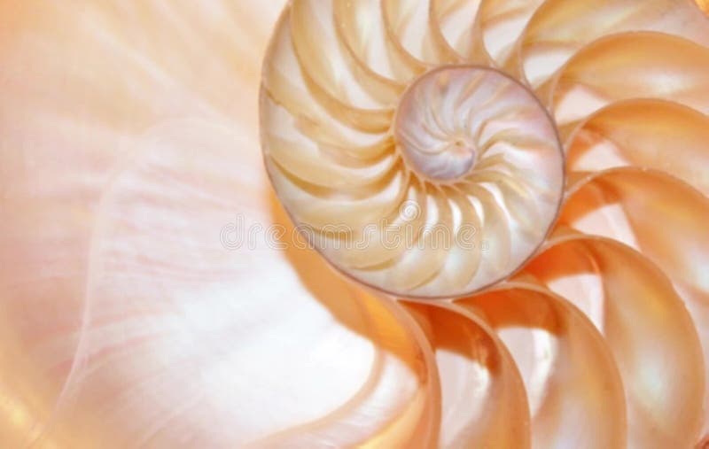 Stock de coquillages de Nautilus Films de Fibonacci vidéo clip tournant le rapport d'or numéro séquence naturelle arrière-plan clips vidéos