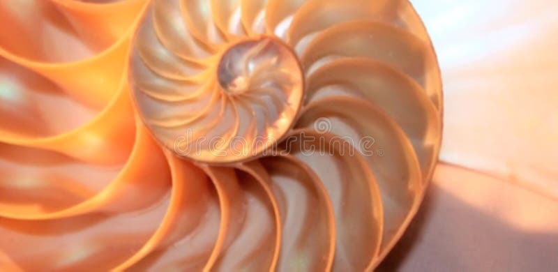 Stock de coquillages de Nautilus Films de Fibonacci vidéo clip tournant le rapport d'or numéro séquence naturelle arrière-plan de clips vidéos