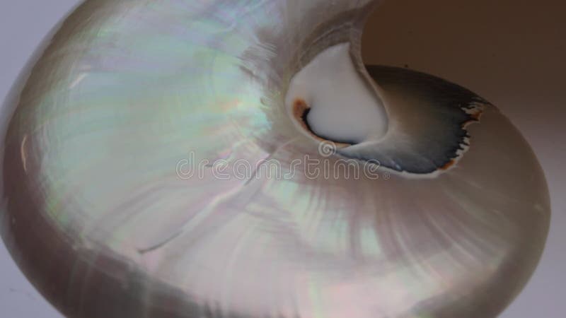 Stock de coquillages de Nautilus Films de Fibonacci vidéo clip tournant le rapport d'or numéro séquence naturelle arrière-plan de clips vidéos