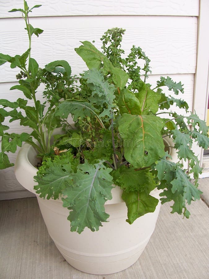 Stock image of Garden Herbs