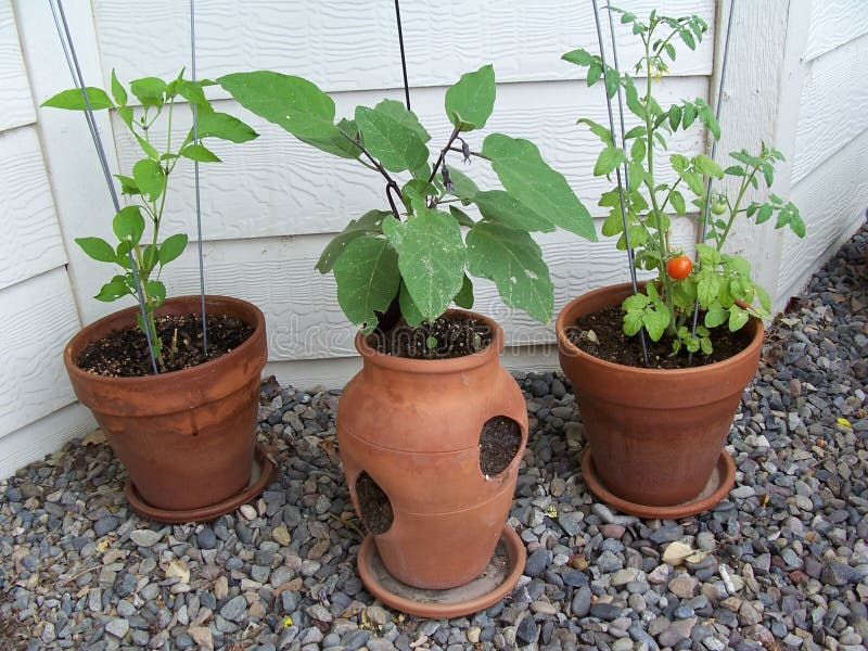 Stock image of Garden Plants