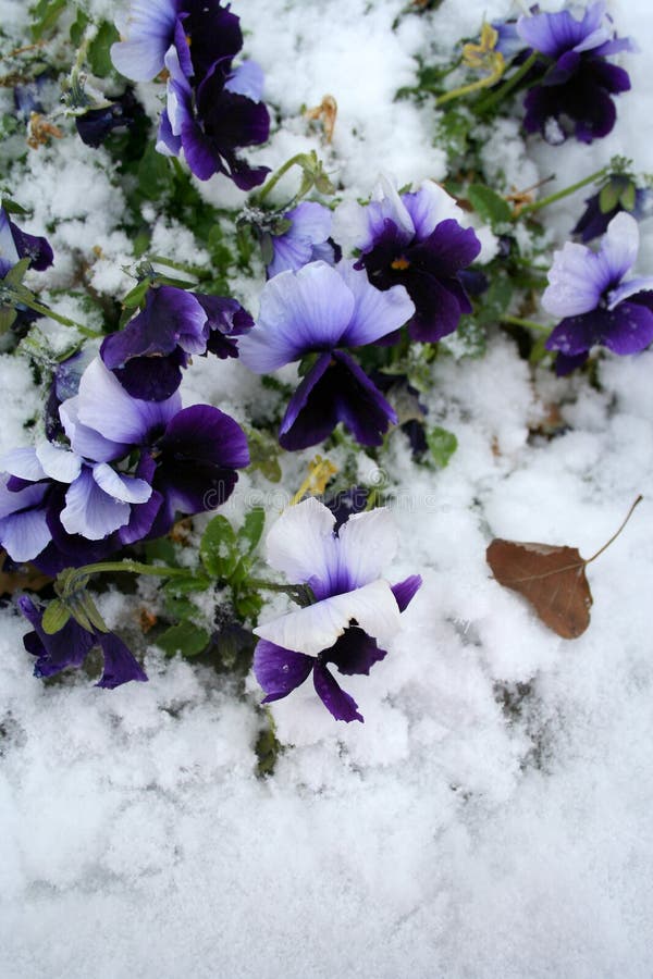 Stock image of Pansies Under Snow