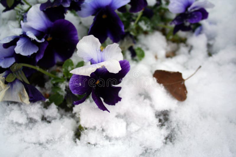 Stock image of Pansies Under Snow