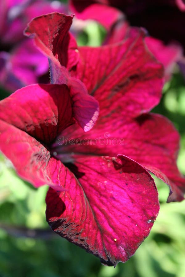 Stock image of Petunia