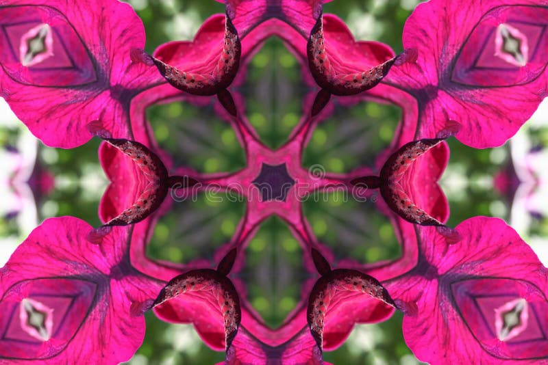 Stock image of Petunia Kaleidoscope