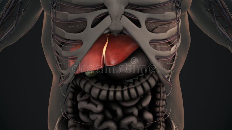 Human liver anatomy stock illustration. Illustration of health Biology Diagrams