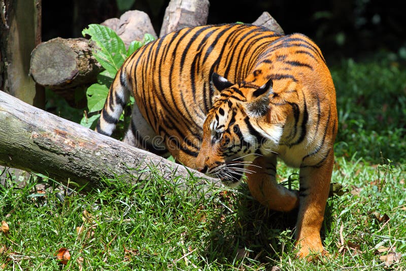 Sunda Tiger Stock Photos - Free & Royalty-Free Stock Photos from Dreamstime