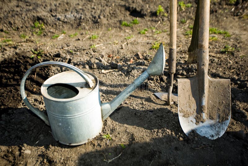 Stock in kitchen garden