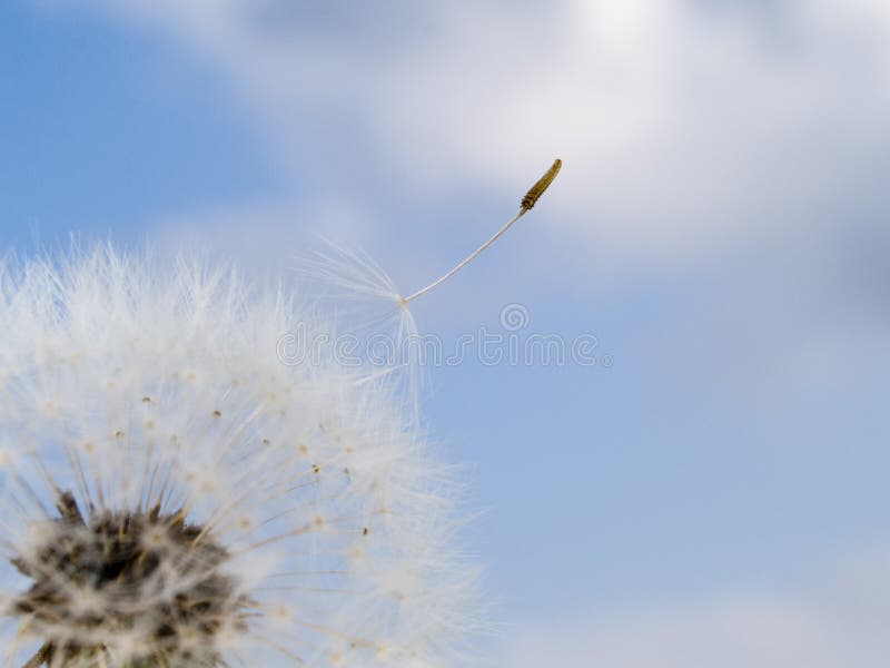 Macrocomanda de stoc a unei semințe de păpăpădie. royalty free stock photography
