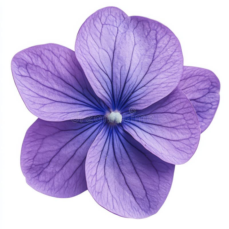 Stock phlox flower with a transparent background royalty free stock photography