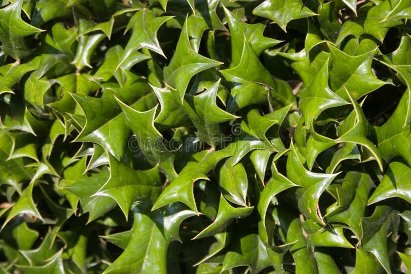 Stock Photo of Holly (Ilex)