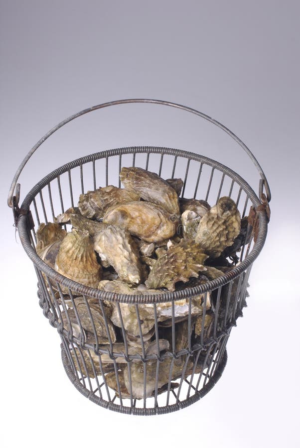 Oysters in Bucket stock image. Image of appetizer, shellfish 13795611