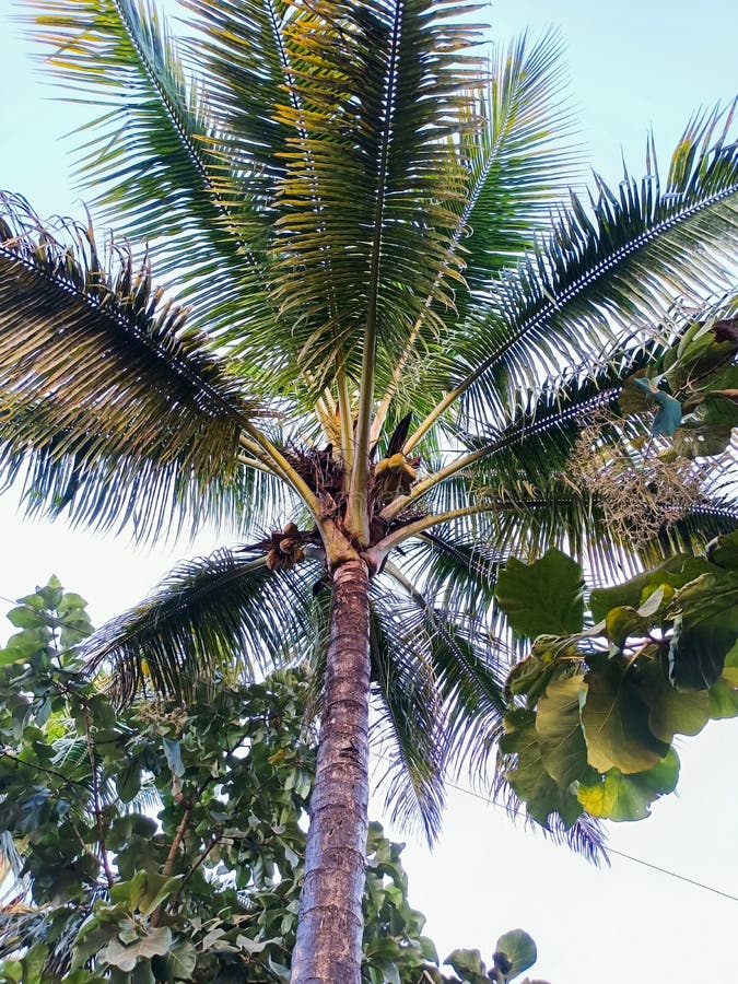Stock Photo of Tall Coconut Tree or Coconut Palm with Fresh Green ...