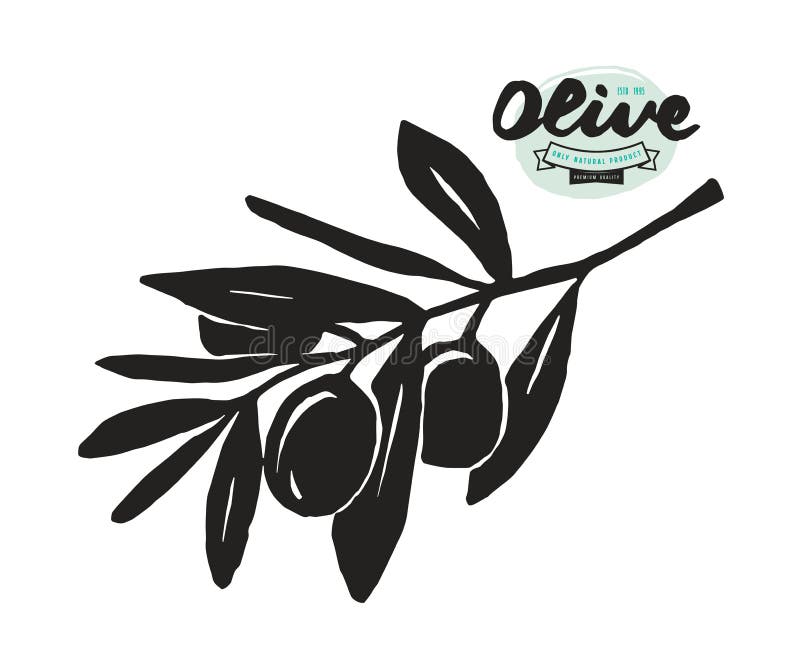 Stock vector illustration of olive branch. 