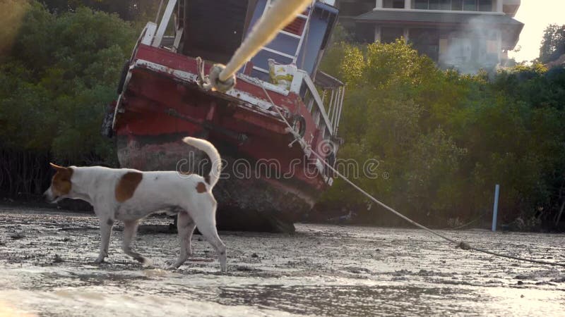 Stock Video Footage Low tide boat dog evening Gulf of Thailand