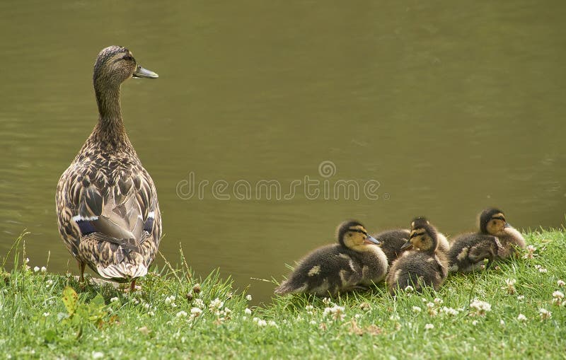 Stockente auf vier Enten stockfoto