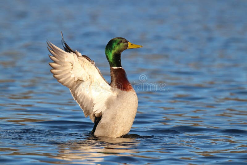 Stockente Duck Flap lizenzfreies stockbild Stockente Duck Flap lizenzfreies stockbild