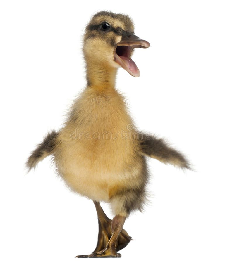 Kleine Stockente Oder Wildente Stockfoto Bild von nett