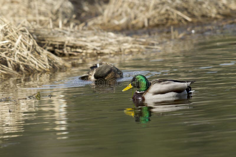 Zwei Stockenten im Teich stockfoto. Bild von vogel, geflügel 67612534