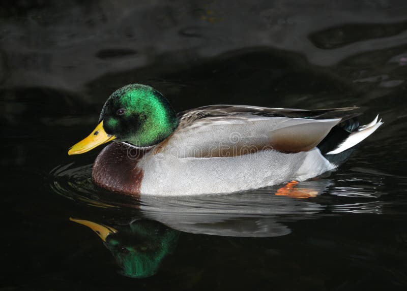StockentenEnte stockbild. Bild von mann, teich, ente 12005167