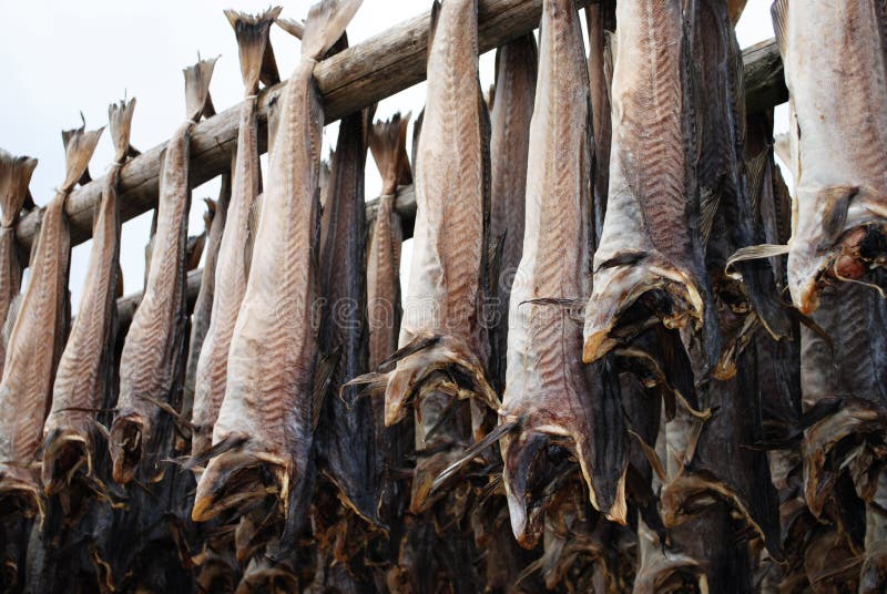 Stockfisch in Lofoten stockfoto. Bild von norwegen, ablage - 33555362