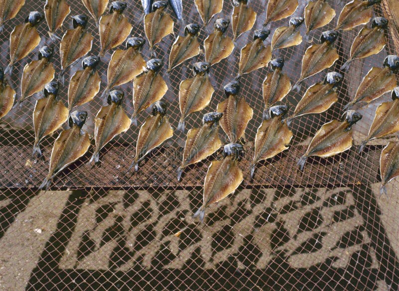 Stockfish stock image. Image of salted, bacalhau, nazare - 30688501