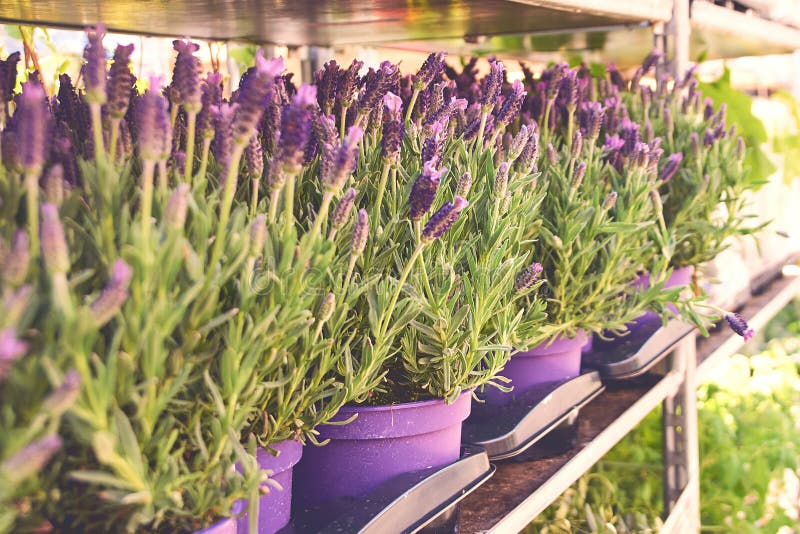 Stoechas Lavandula или испанская лаванда будучи проданным в баках на внешнем цветочном магазине стоковая фотография Stoechas Lavandula или испанская лаванда будучи проданным в баках на внешнем цветочном магазине стоковая фотография