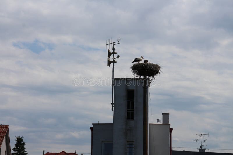 Stok nest in Vysoka pri Morave village, Slovakia