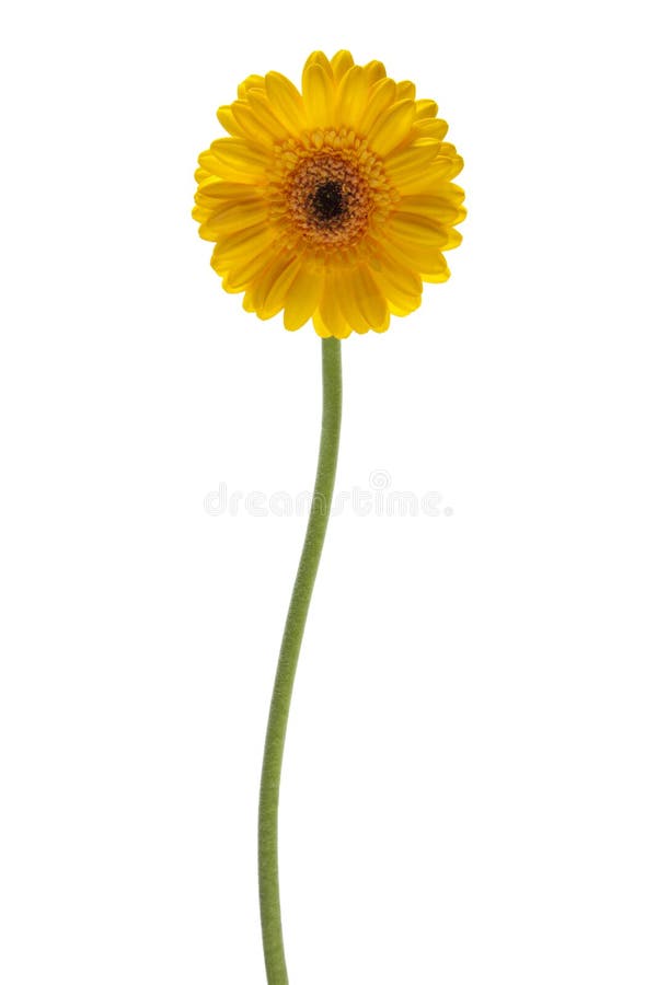 Stokrotki kwiatu odosobniony kolor żółty