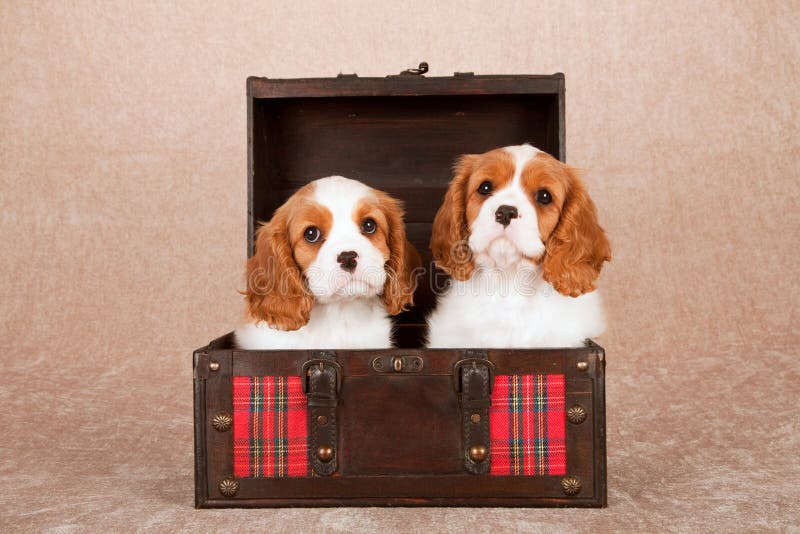 Stolta valpar för konung som Charles Spaniel sitter inom träbröstkorg med den röda tartanplädet fotografering för bildbyråer