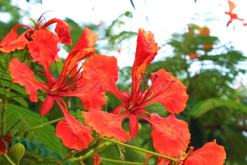 Stolz von Barbados-Blume stockfoto Stolz von Barbados-Blume stockfoto