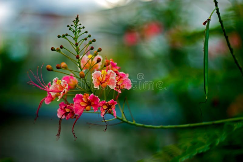 Stolz von Barbados-Caesalpinia Pulcherrima-Anlage blüht, in Barbados stockfoto Stolz von Barbados-Caesalpinia Pulcherrima-Anlage blüht, in Barbados stockfoto