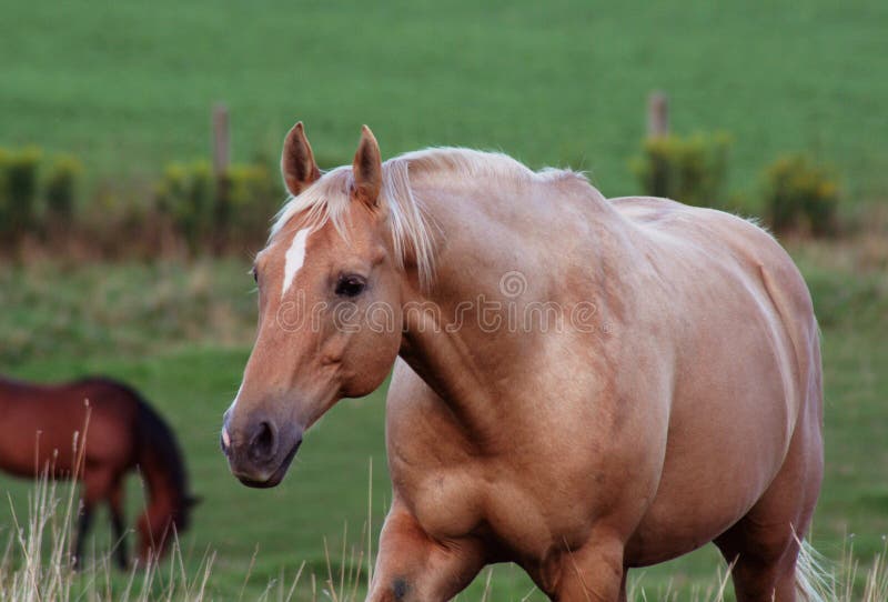 Stolzer Palomino stockbild Stolzer Palomino stockbild