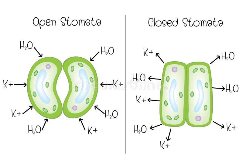 Stoma open and stoma closed