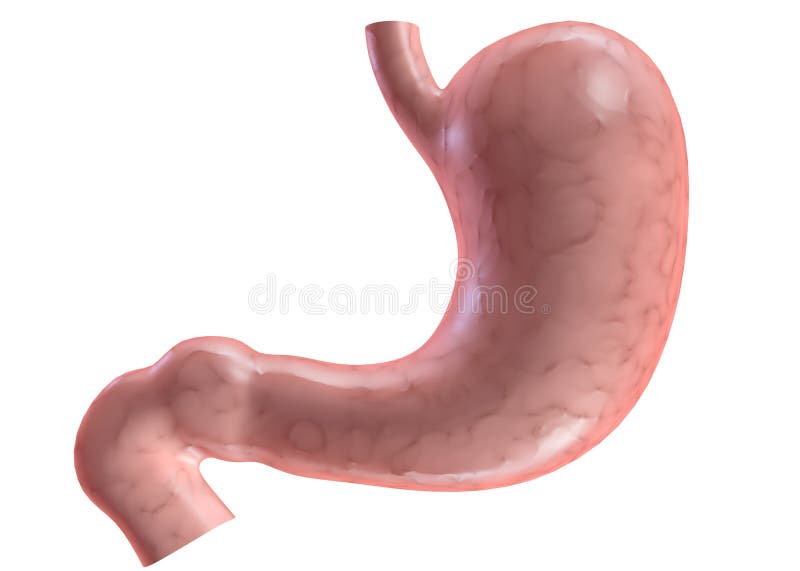 Download Stomach stock illustration. Illustration of anatomy, cancer - 2008228