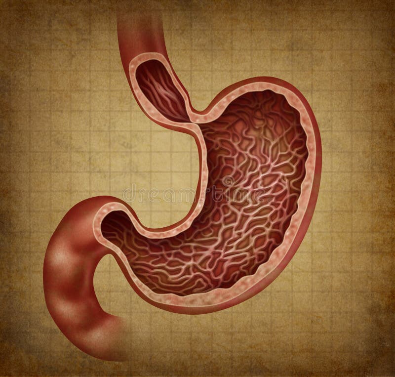 diagram of human lower stomach