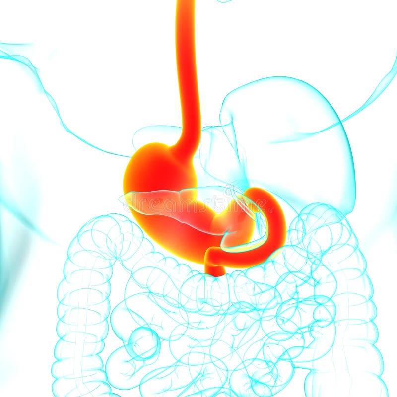 Stomach Anatomy Human Digestive System for Medical Concept 3D Rendering ...