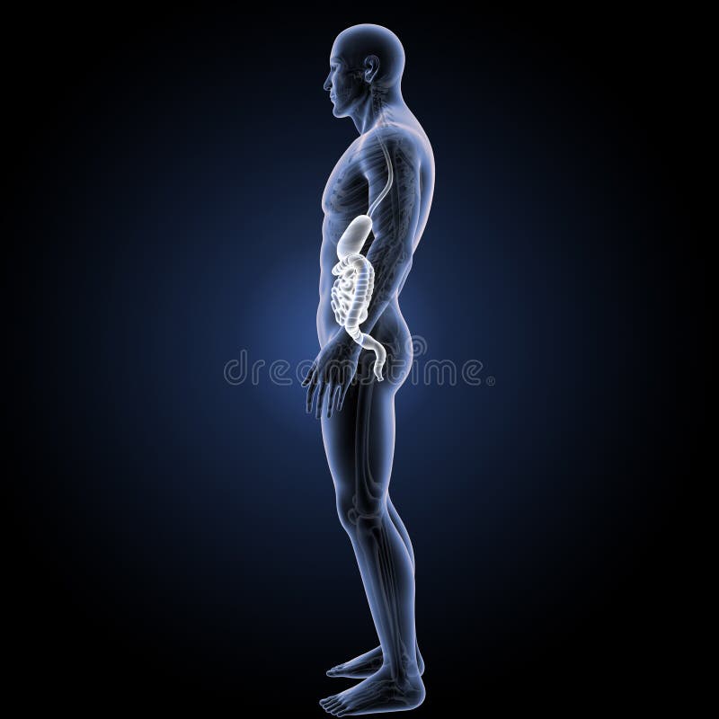 Anal Sphincter Stock Illustrations – 238 Anal Sphincter Stock  Illustrations, Vectors & Clipart - Dreamstime
