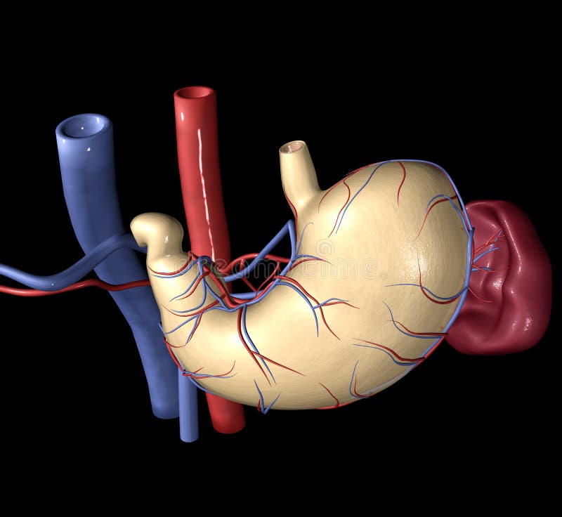 Anatomicky přesný 3D model lidského žaludku a sleziny, tepny a žíly.