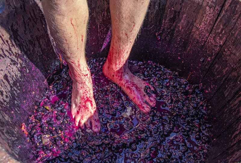 Stomping grapes - man`s feet with hairy legs in wooden barrel with smushed up grapes