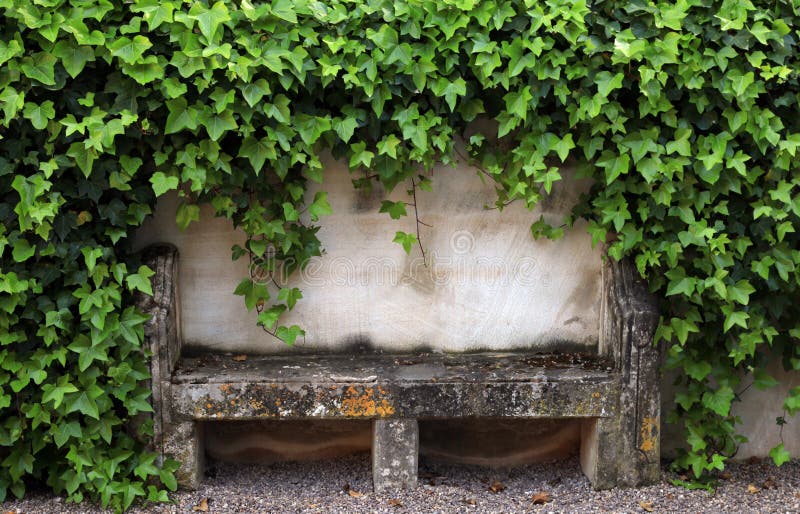 Stone bench and ivy on old rural house wall, Provence, France