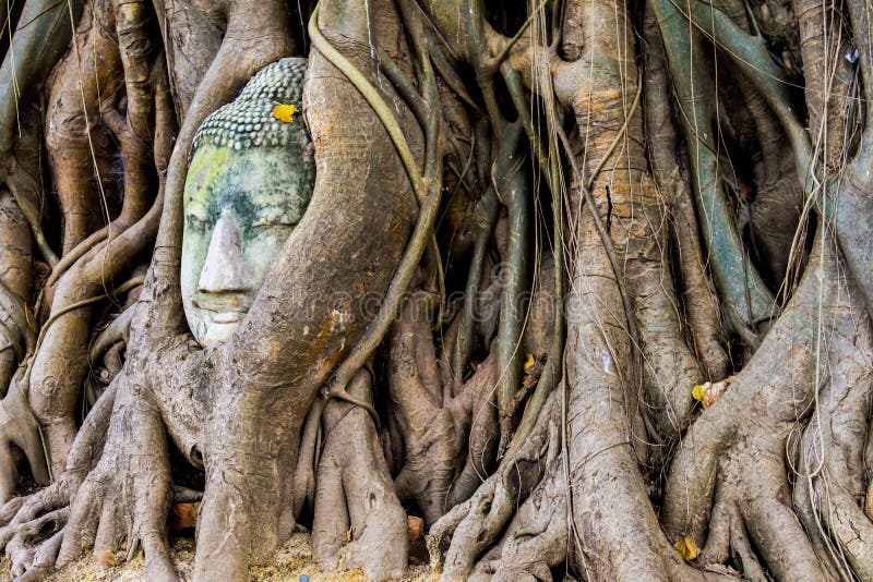 Stone buddha head in the tree roots, Ayutthaya is old capital of