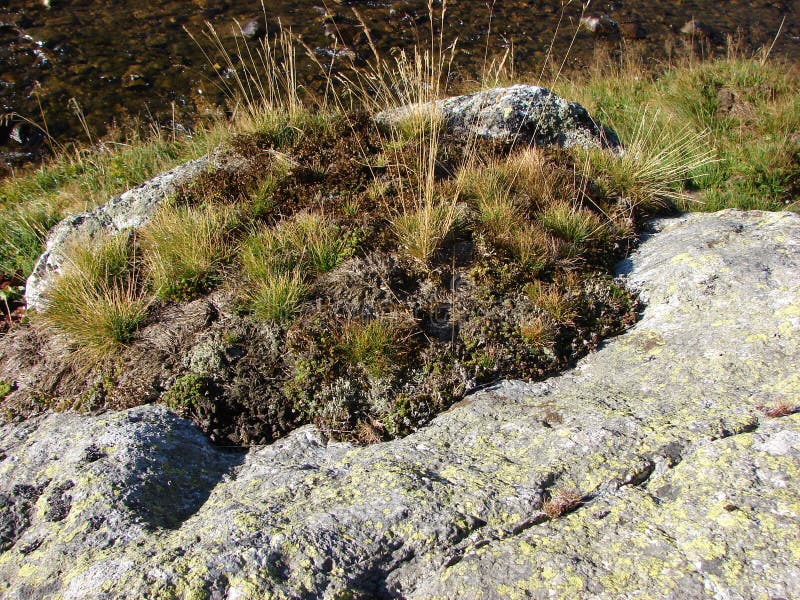 Stone covered with moss stock photo. Image of moss, ground - 111992822