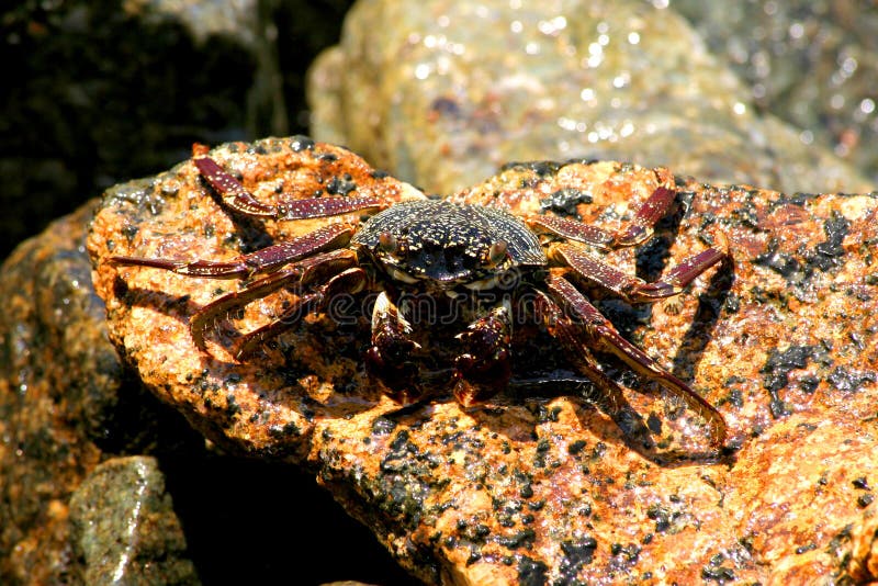 Crab On The Stone. Near Ocean, Sea Stock Photo - Image of gulf, marine: 140507572